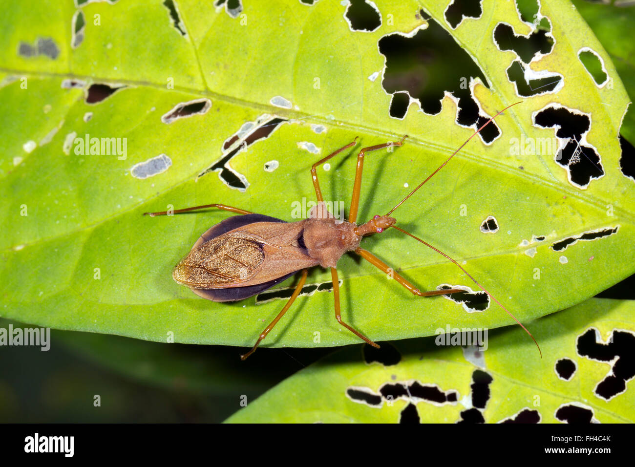 Assassin Bug, family Reduviidae. On a leaf in rainforest, Pastaza province, Ecuador Stock Photo