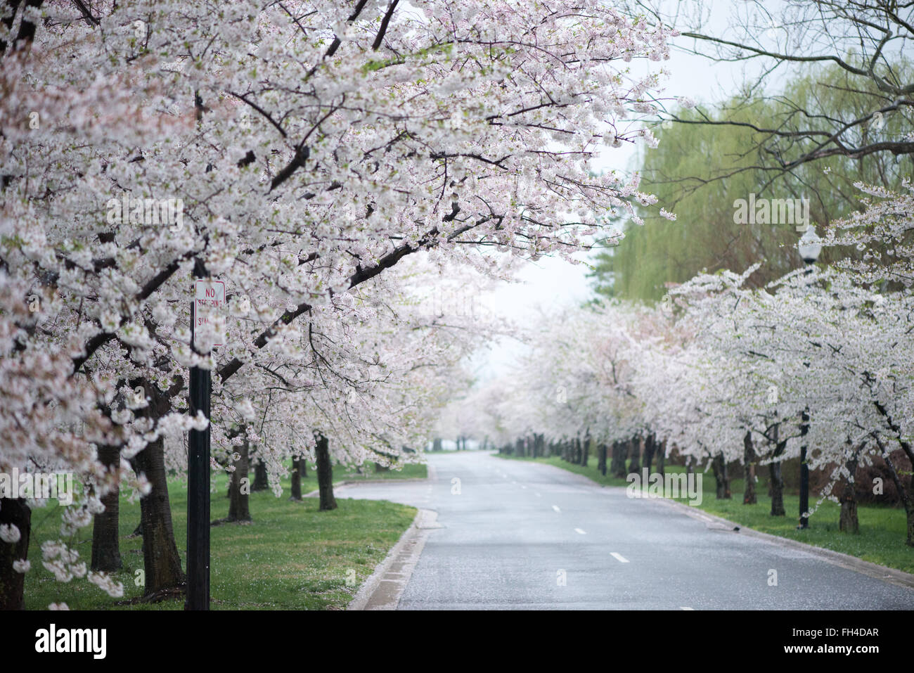 WASHINGTON DC, United States — West Ohio Drive around Hains Point and West Potomac Park lined with blooming cherry blossoms in the spring. Stock Photo