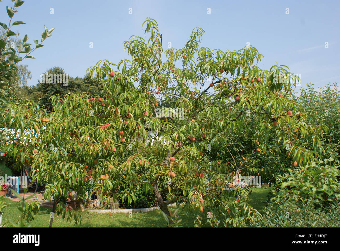 Peach Stock Photo