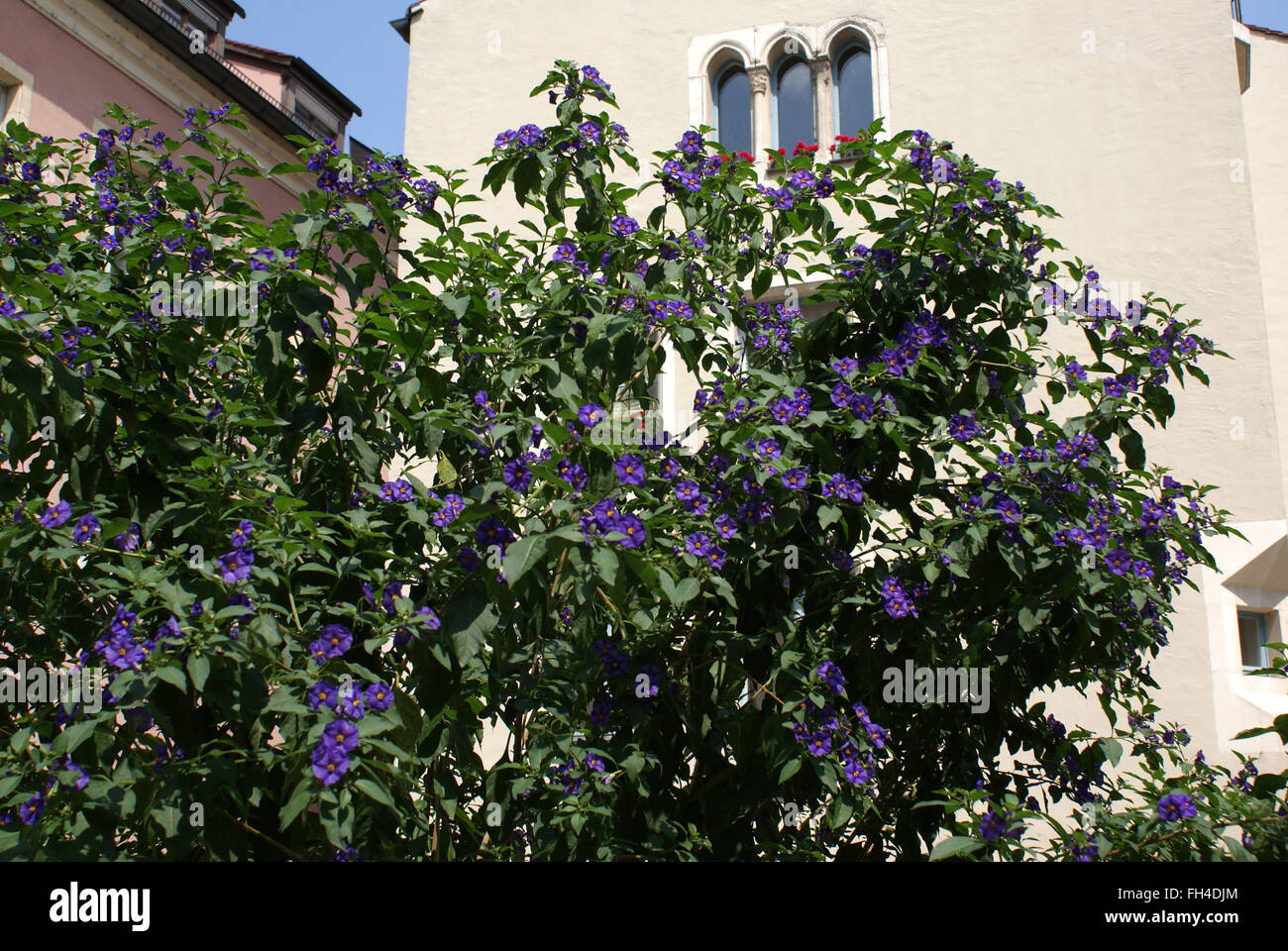 Blue potato bush Stock Photo