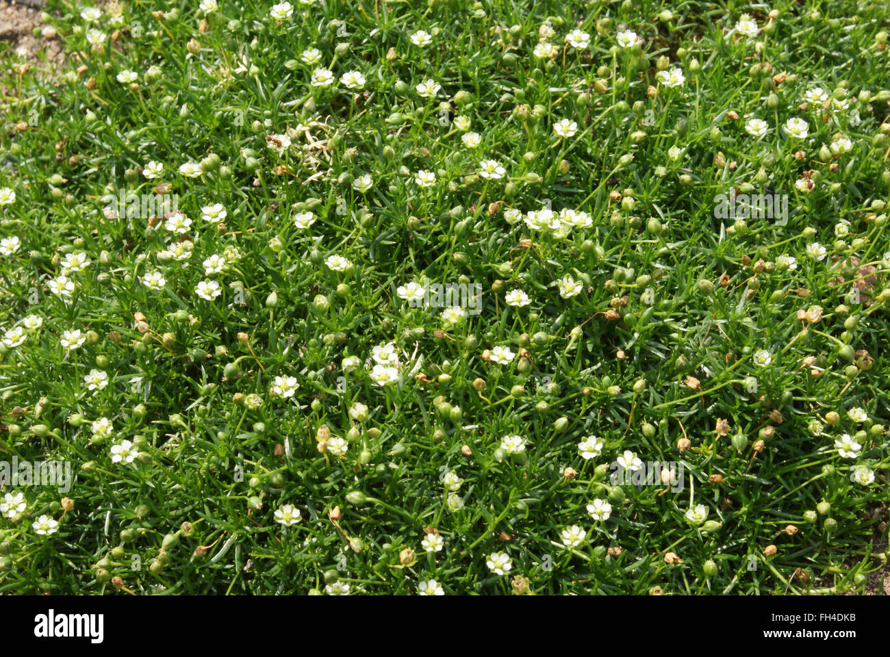 Alpine pearlwort Stock Photo