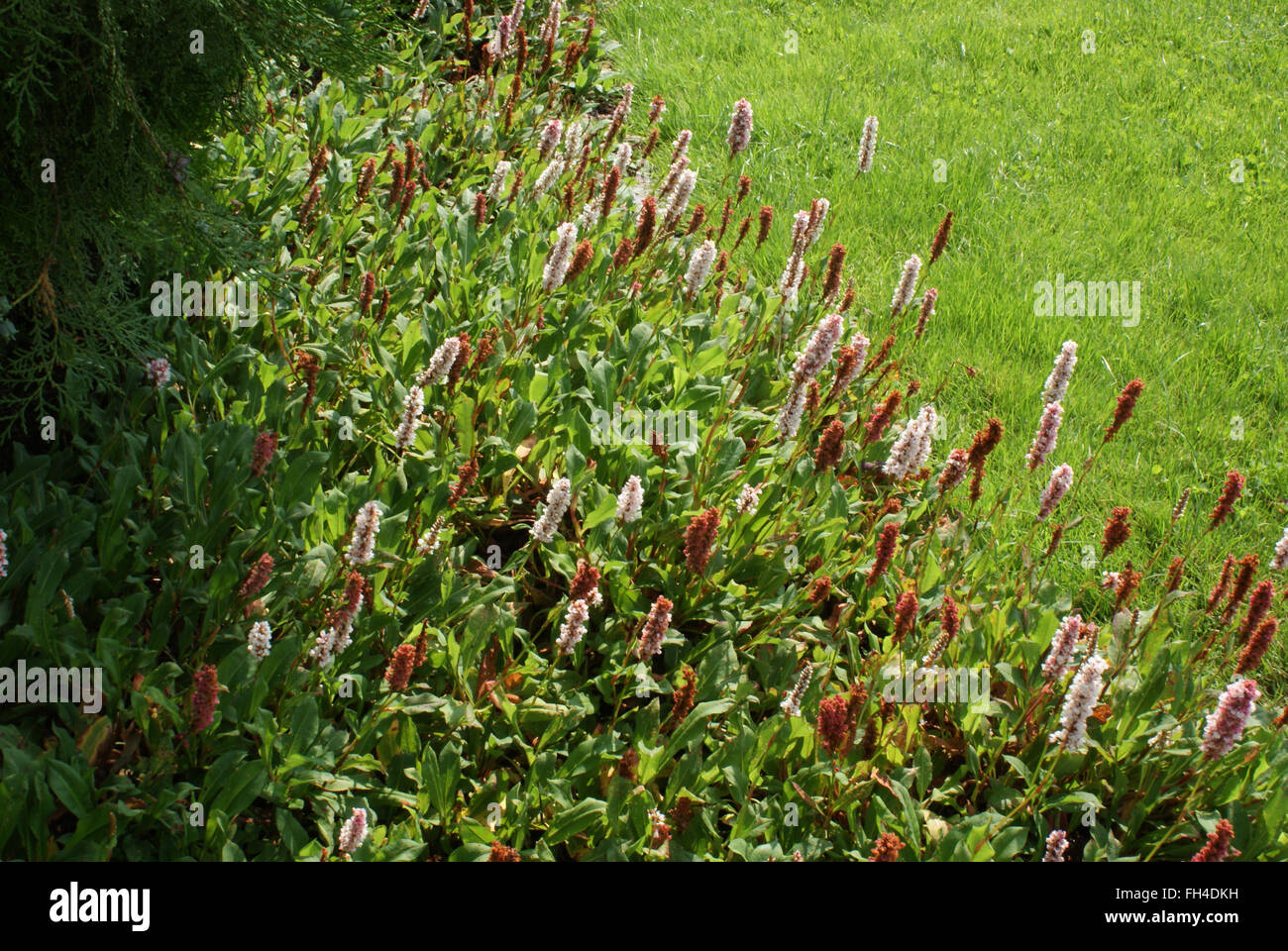Himalayan fleeceflower Stock Photo