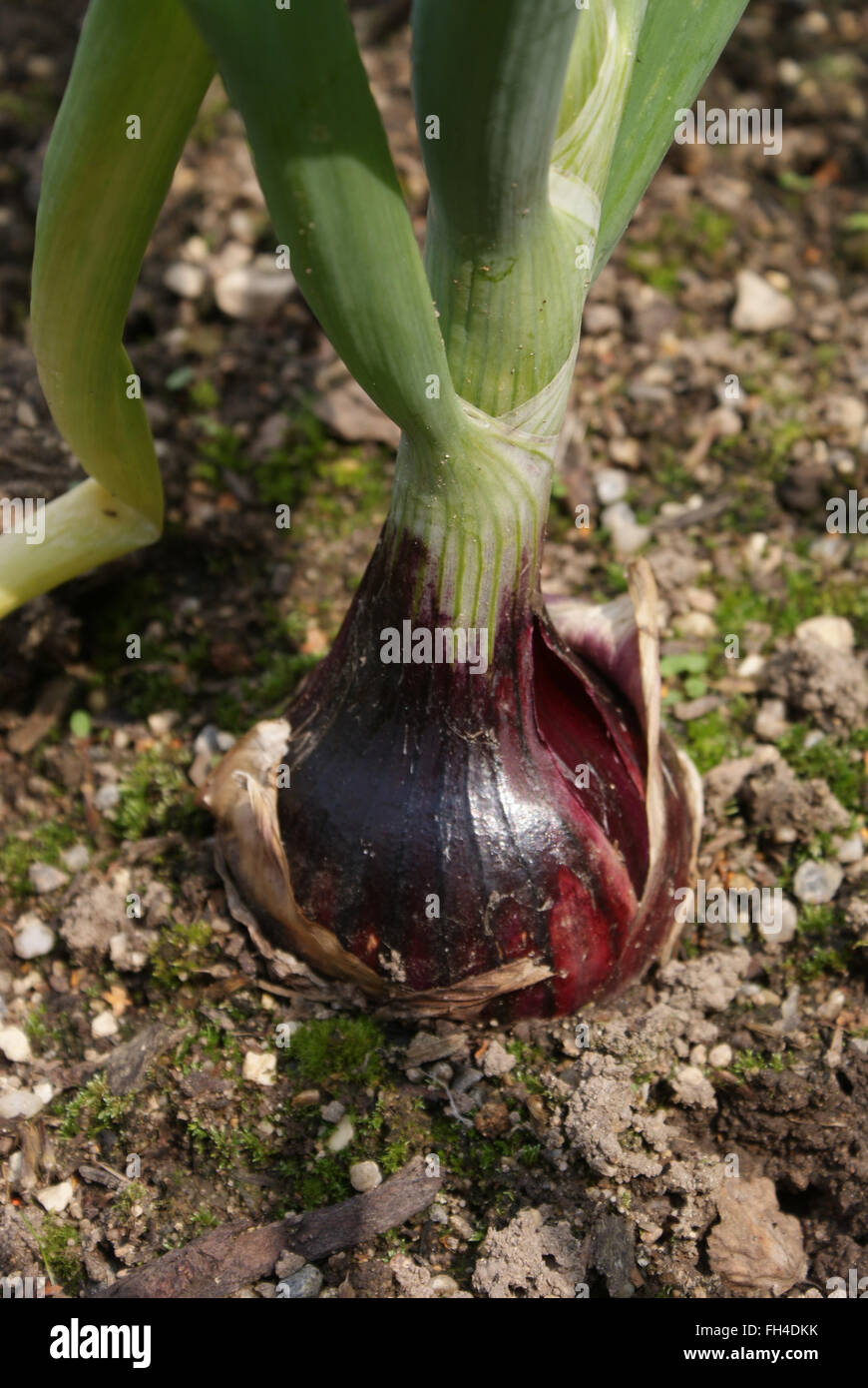 Red onion flower hires stock photography and images Alamy