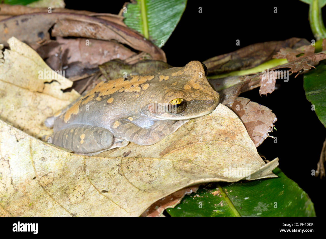 Quacking Bromeliad Treefrog (Osteocephalus deridens) in the rainforest