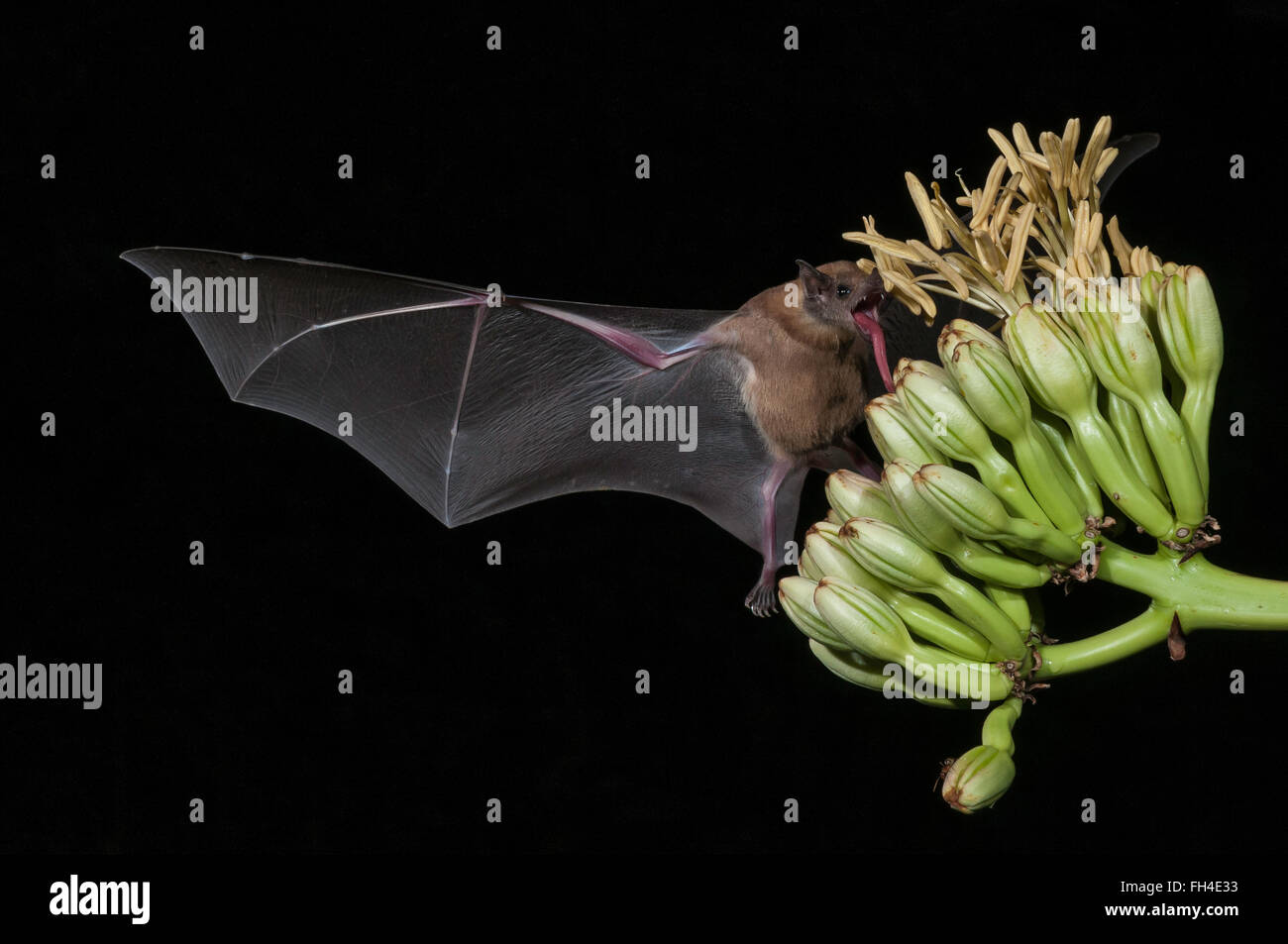 Lesser long-nosed bat, Leptonycteris yerbabuenae (curasoae), feeding on agave blooms, Green Valley, Arizona, USA Stock Photo