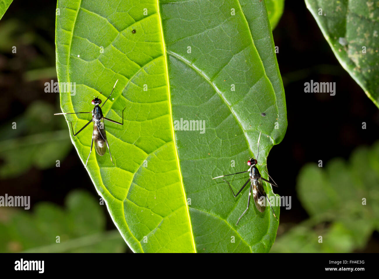 Micropezidae Pair of stilt-legged flies (Diptera, family Micropezidae) on a leaf in ...