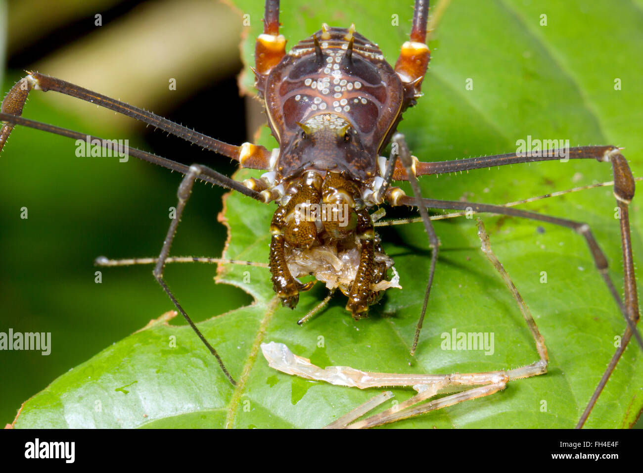 Harvestmen spider hi-res stock photography and images - Alamy