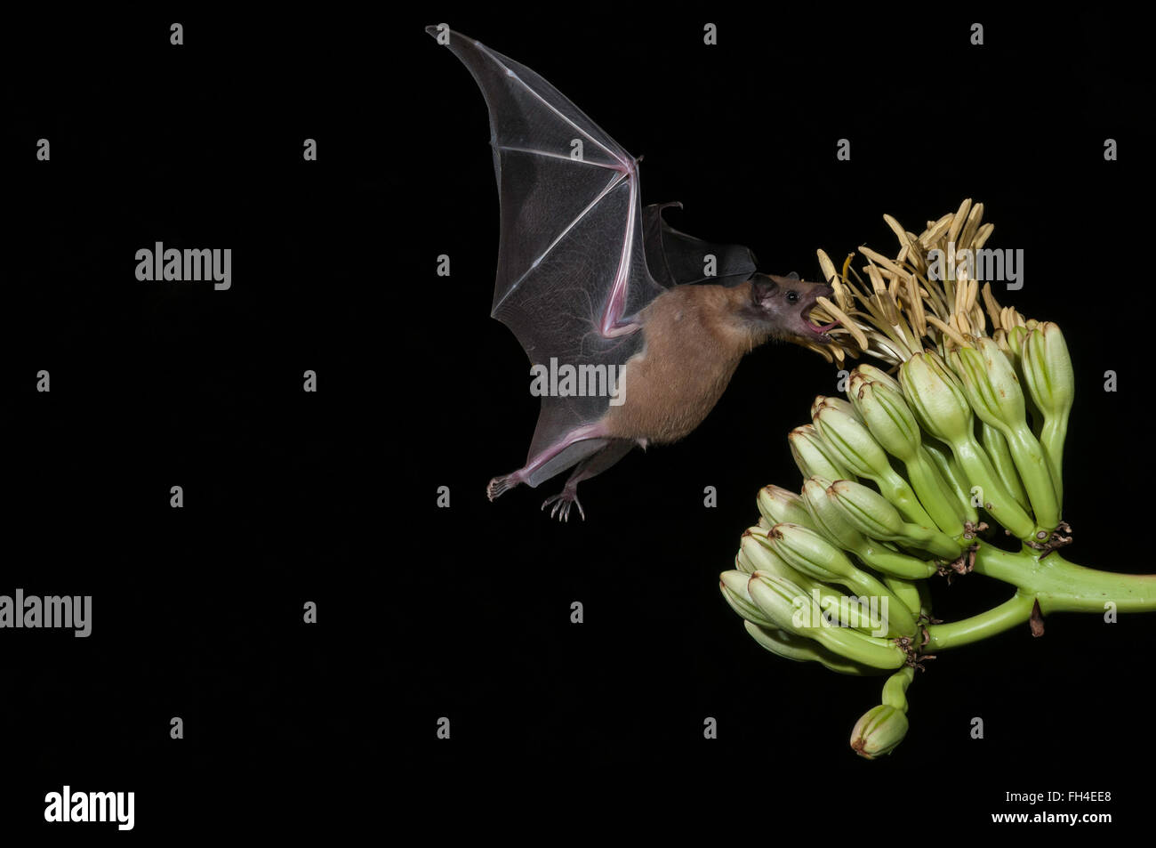 Lesser long-nosed bat, Leptonycteris yerbabuenae (curasoae), feeding on agave blooms, Green Valley, Arizona, USA Stock Photo