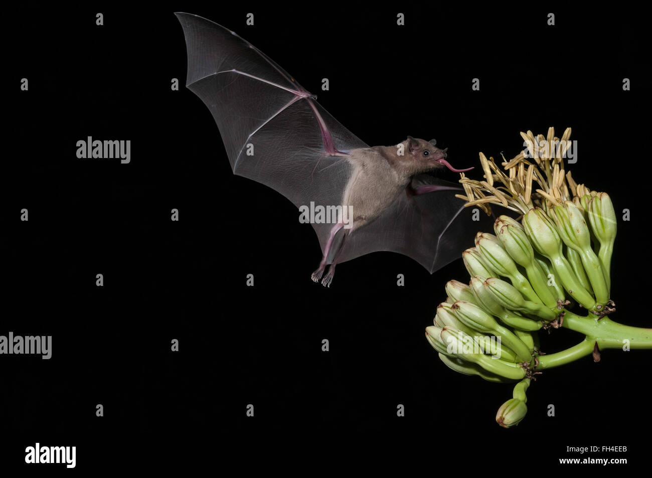 Lesser long-nosed bat, Leptonycteris yerbabuenae (curasoae), feeding on agave blooms, Green Valley, Arizona, USA Stock Photo
