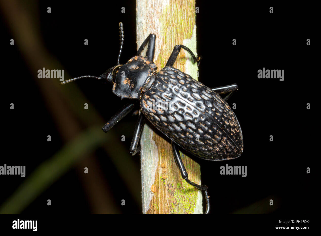 Large Darkling Beetle (family Tenebrionidae) on a branch in the rainforest, Pastaza province