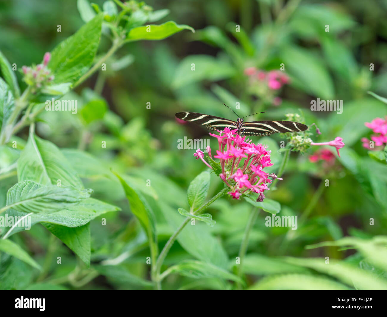 Butterfly in the Garden, Monteverde, Costa Rica Stock Photo