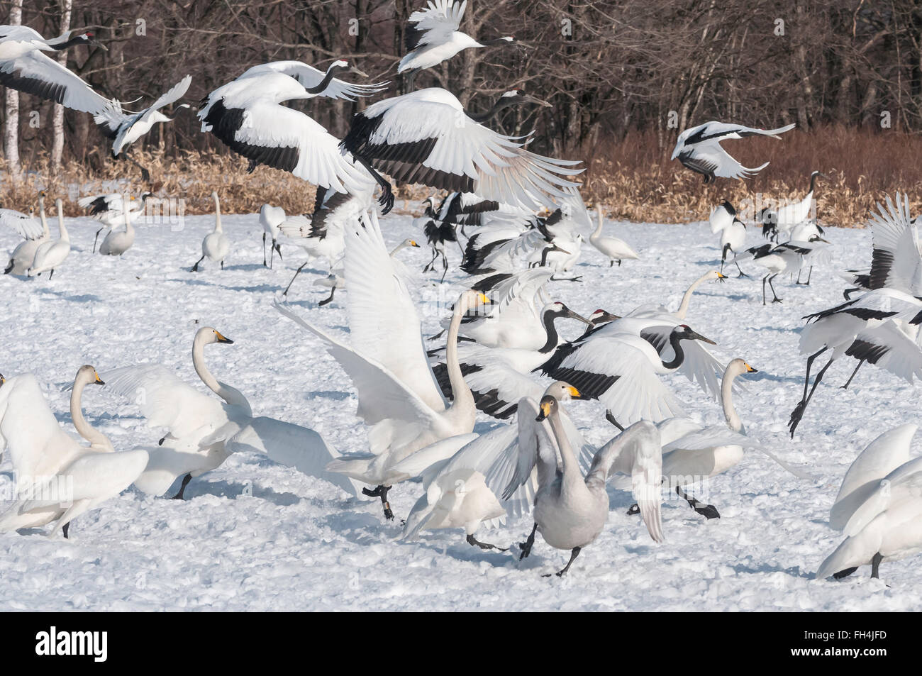 Mixed flock of Whooper swan, Cygnus cygnus, and Red-crowned Cranes, Grus japonensis, Hokkaido, Japan Stock Photo