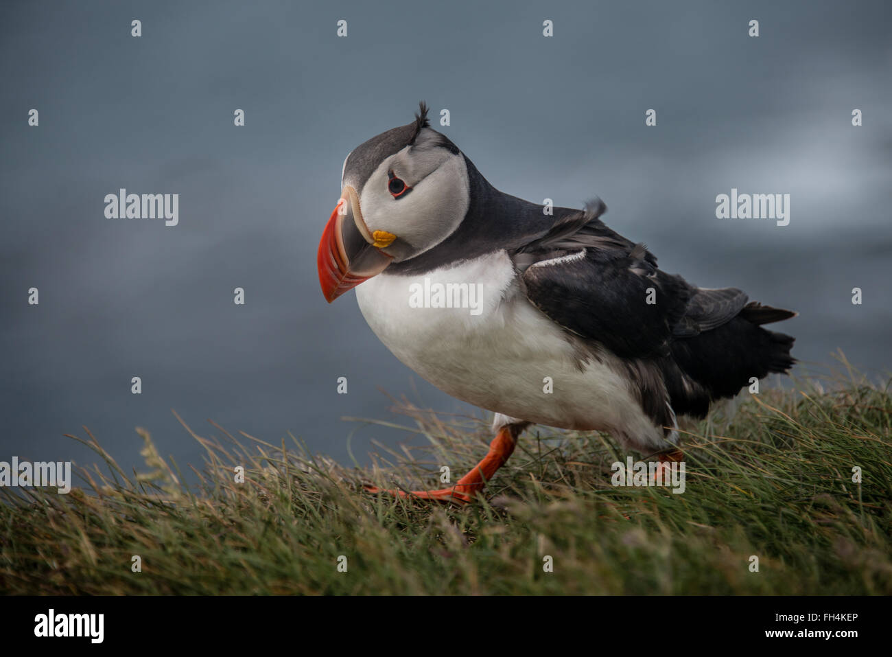 Puffin in Iceland Stock Photo
