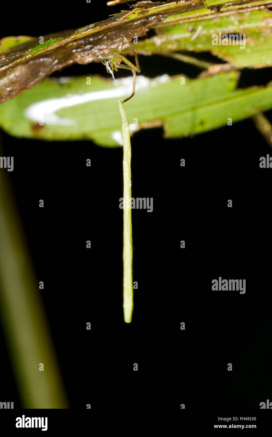 Spider suspending an elongate egg sac on a thread of silk to protect it from predators. In the rainforest, Pastaza, Ecuador. Stock Photo