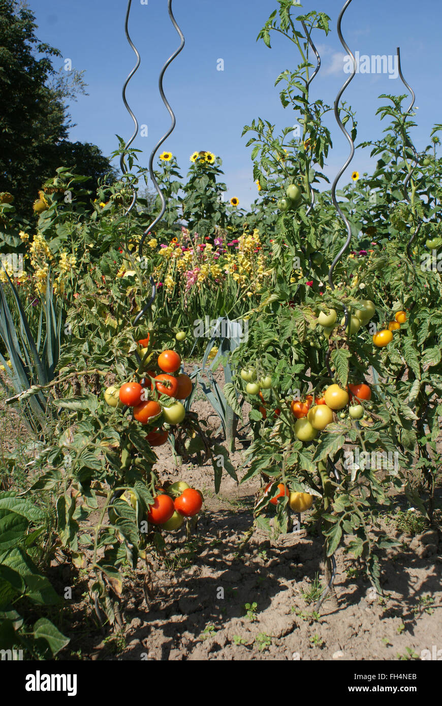 Tomatos Stock Photo