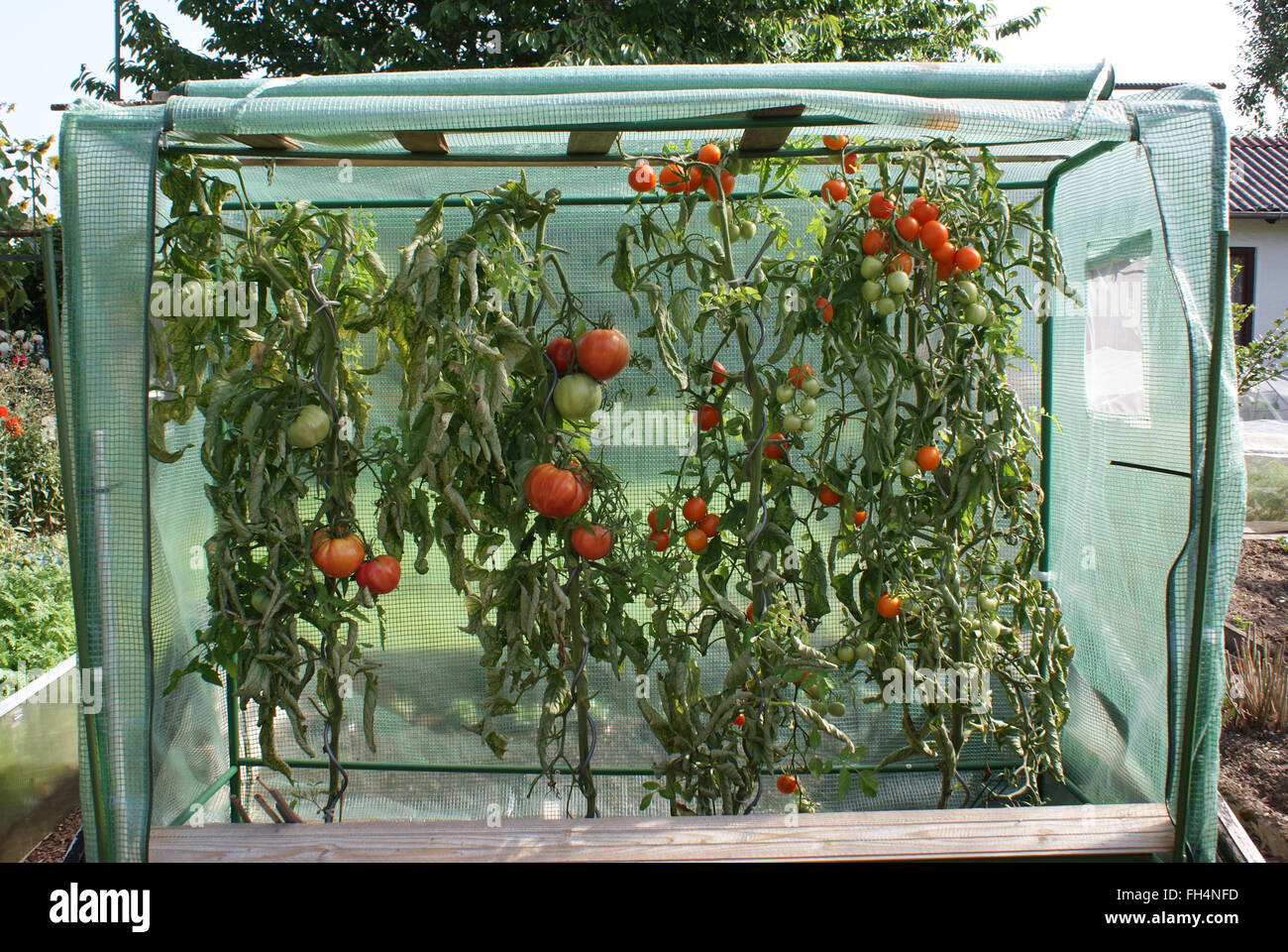 Tomatos in greenhouse Stock Photo