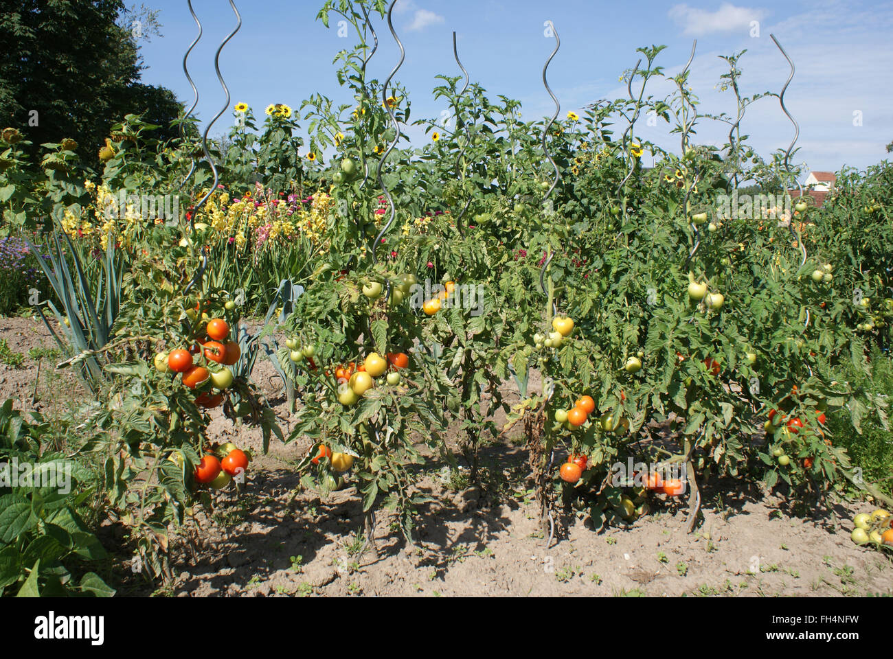 Tomatos Stock Photo