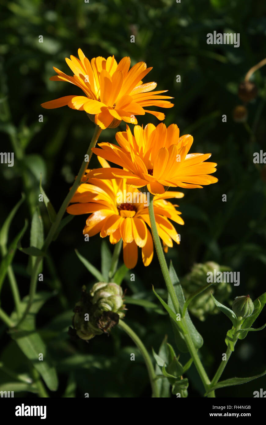 Marigold Stock Photo