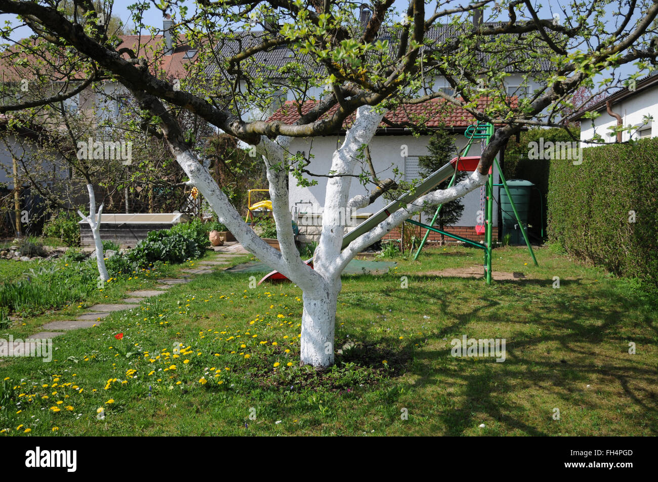 Apple tree with bark protect Stock Photo