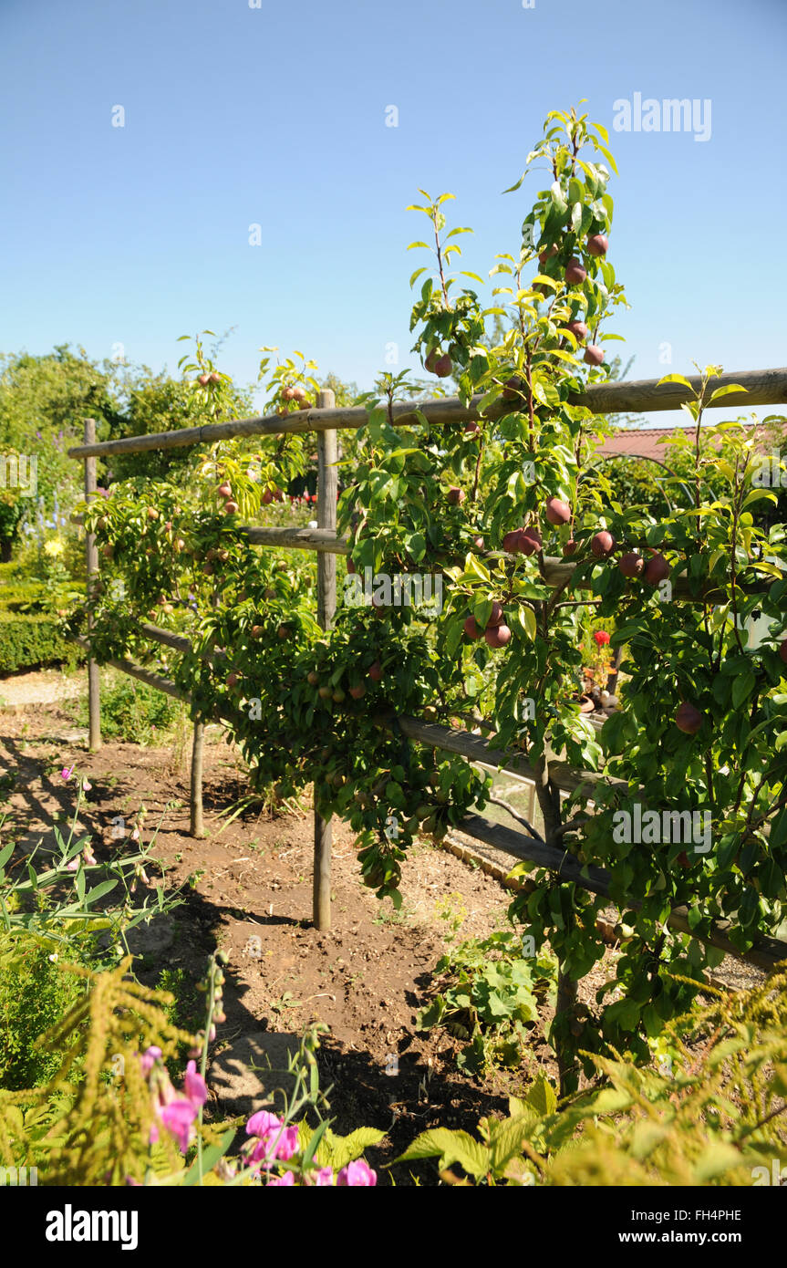 Pear espalier Stock Photo 96606538 Alamy