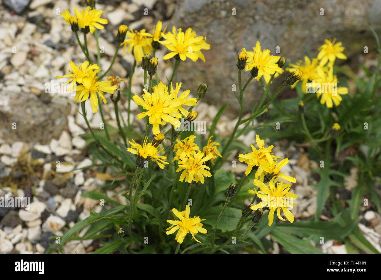 Senecio abrotanifolius Stock Photo