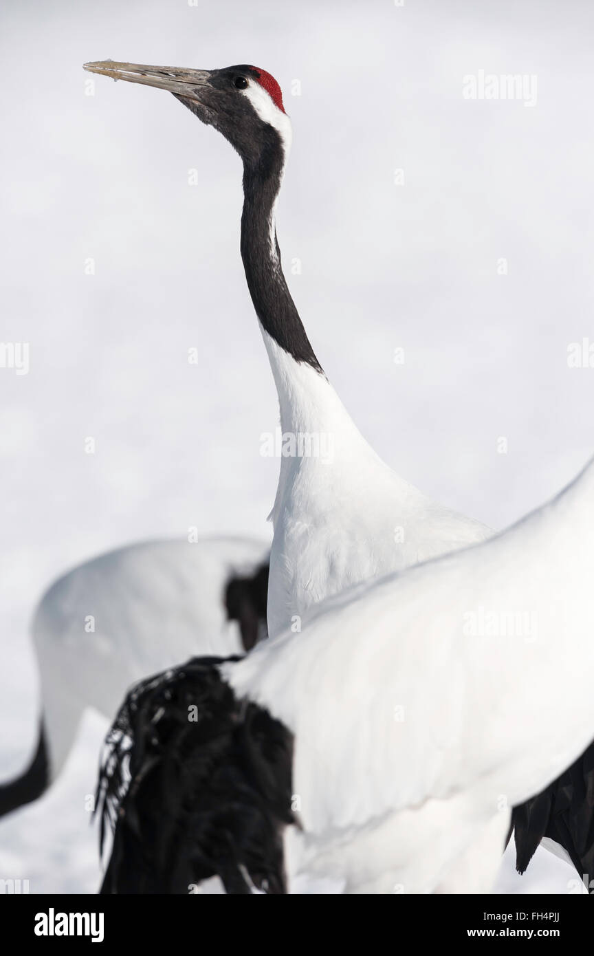 Red-crowed crane, Japanese crane, Grus japonensis, Hokkaido, Japan ...