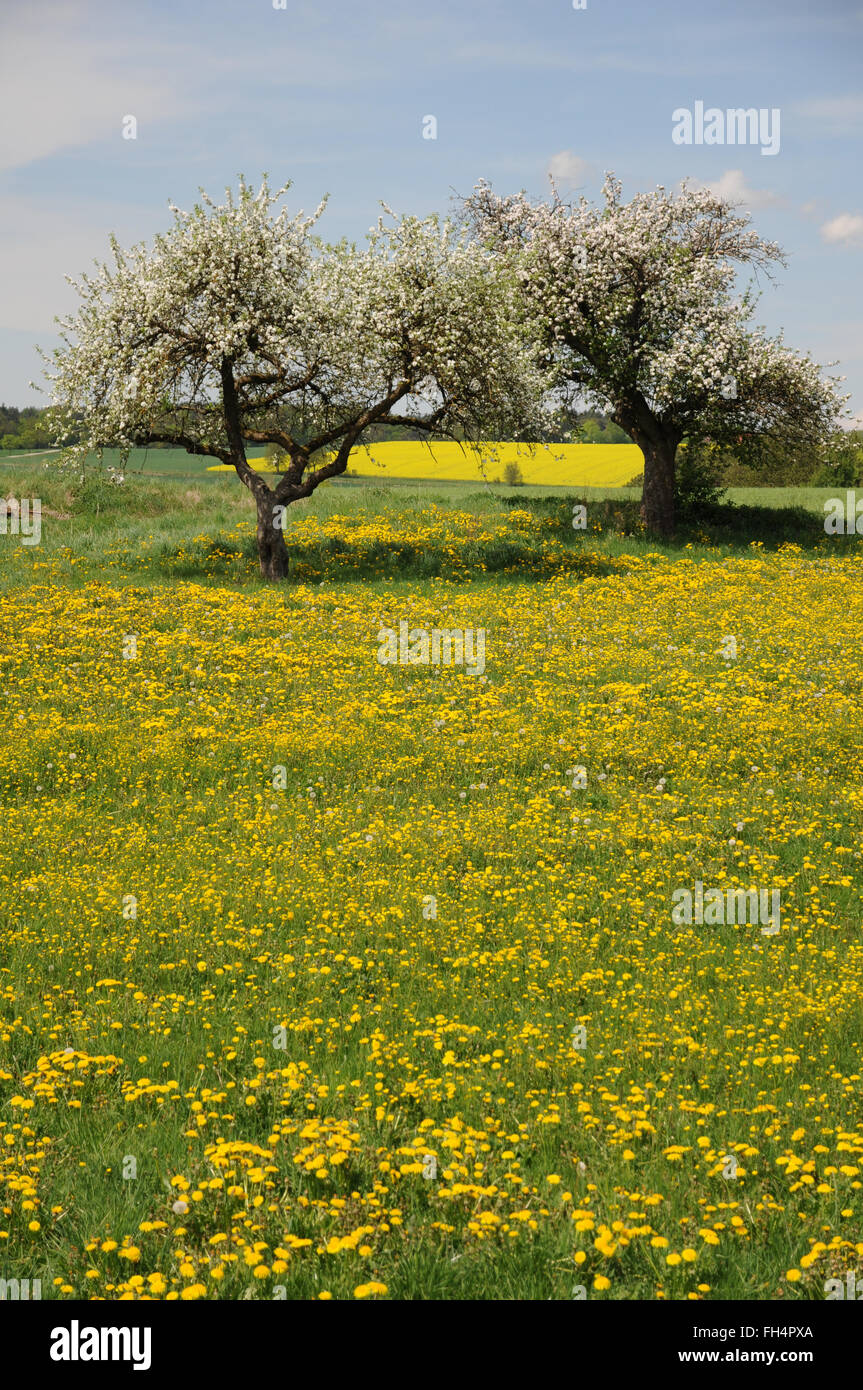 Tree in dandelion flowers hi-res stock photography and images - Alamy
