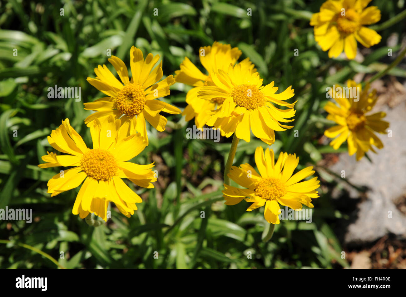Lakeside daisy Stock Photo