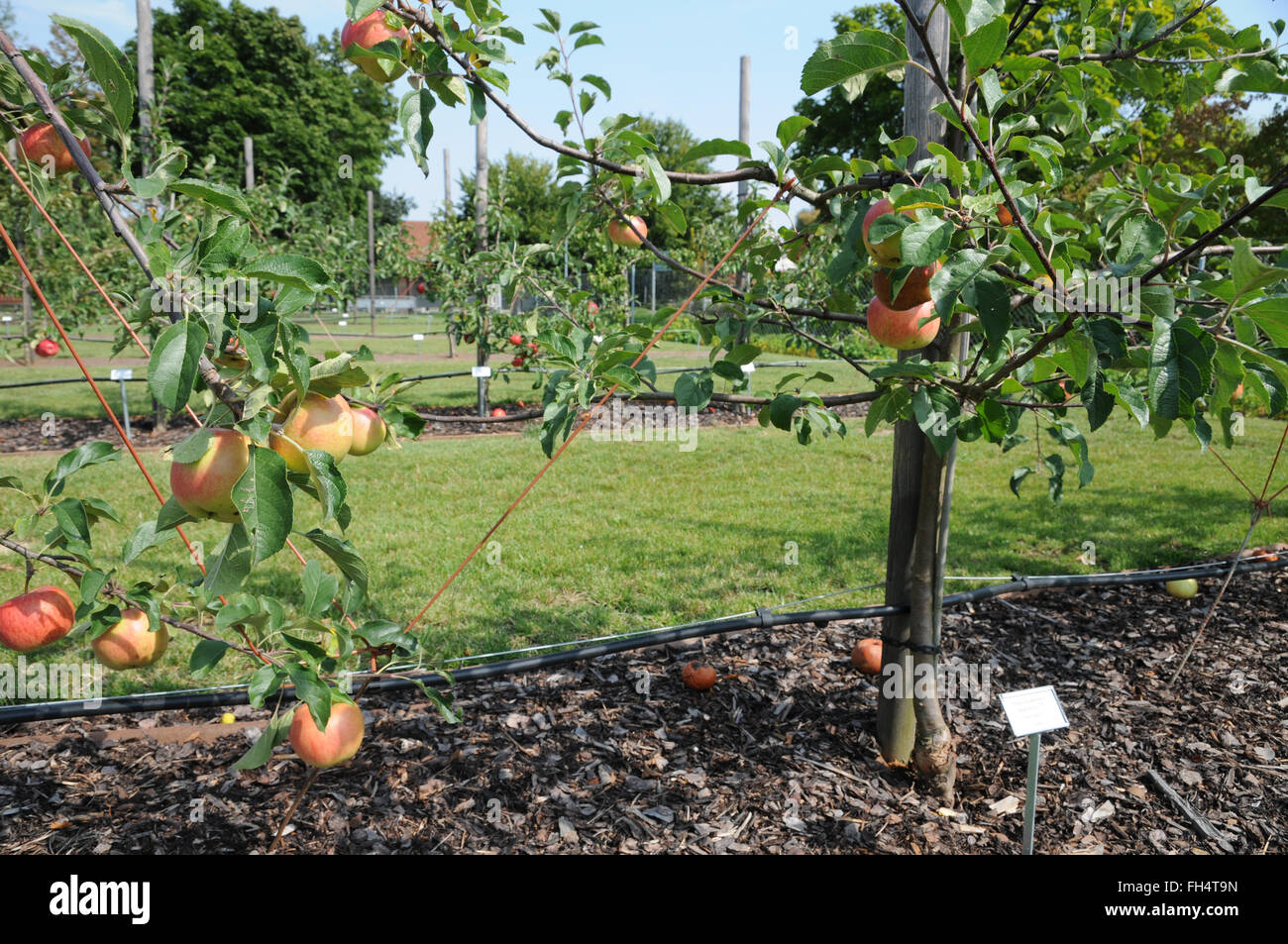 Apple tree trimming Stock Photo Alamy