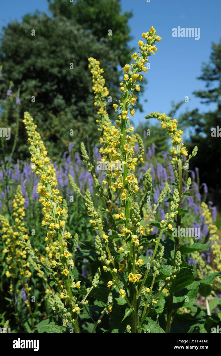 Black Mullein Stock Photo Alamy