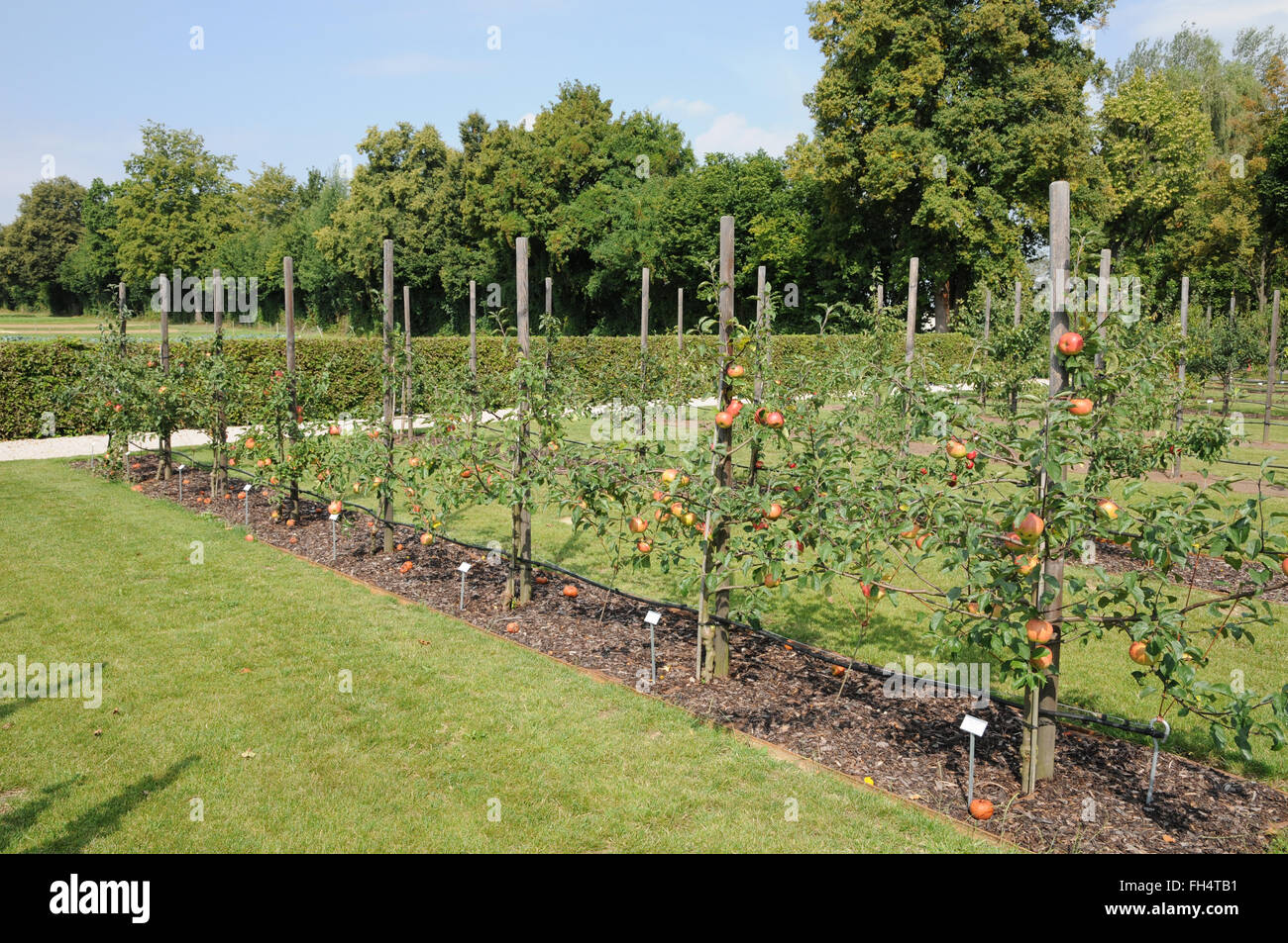 Applehedge Stock Photo Alamy