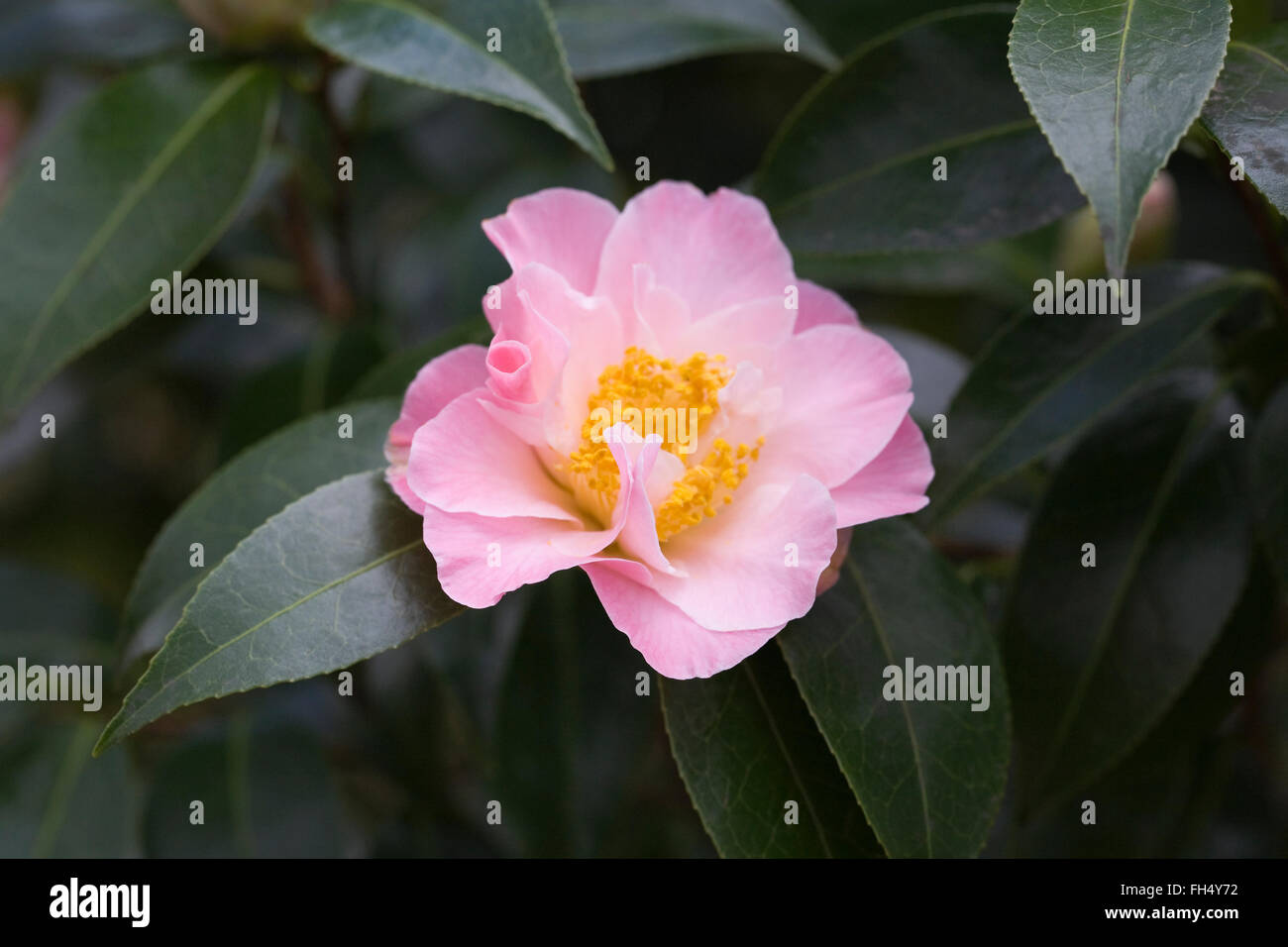 Camellia x williamsii 'Tiptoe' flower. Stock Photo