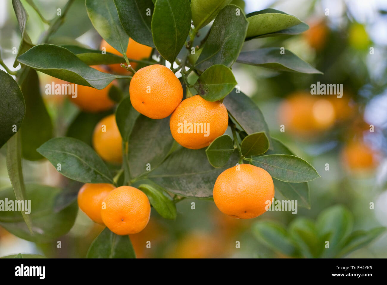 Citrus x microcarpa. Calamondin orange growing in a protected environment. Stock Photo