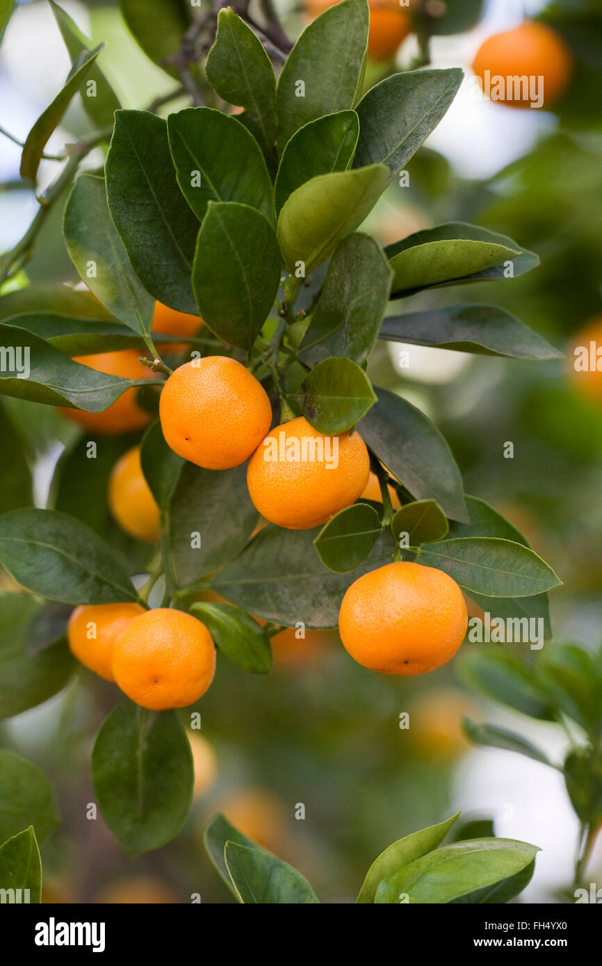 Citrus x microcarpa. Calamondin orange growing in a protected environment. Stock Photo