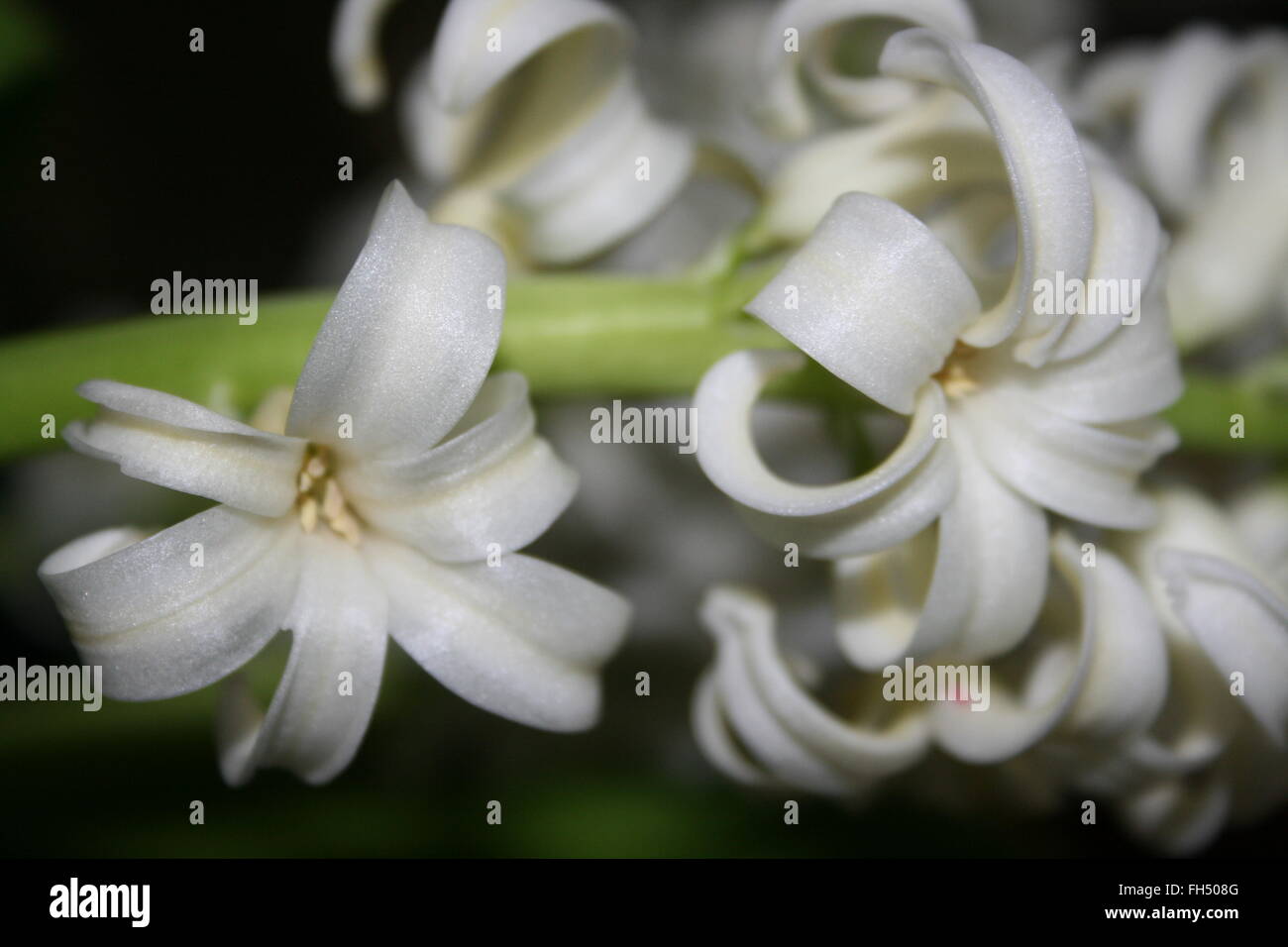 FLOWER WHITE Stock Photo