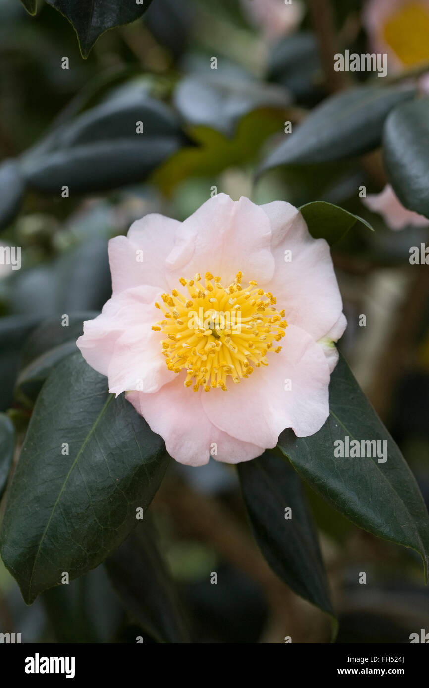 Pink flowering Camellia. Stock Photo