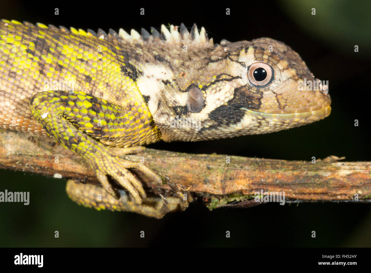 Olive tree runner hires stock photography and images Alamy