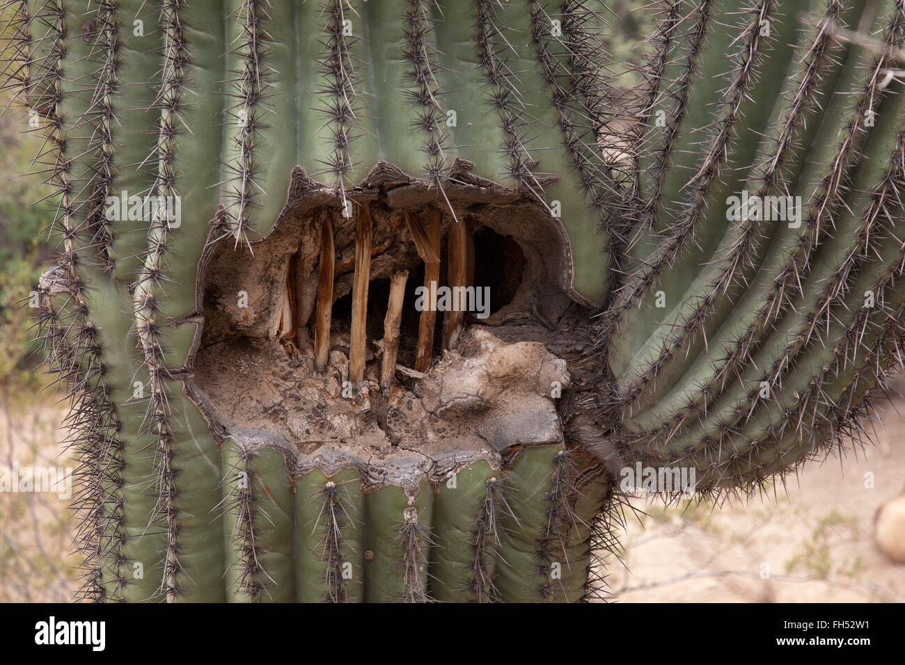 wounded Saguaro cactus close-up Stock Photo