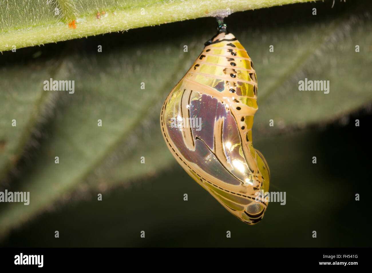Butterfly pupa hanging from the underside of a leaf in the Ecadorian Amazon, Pastaza province. Stock Photo