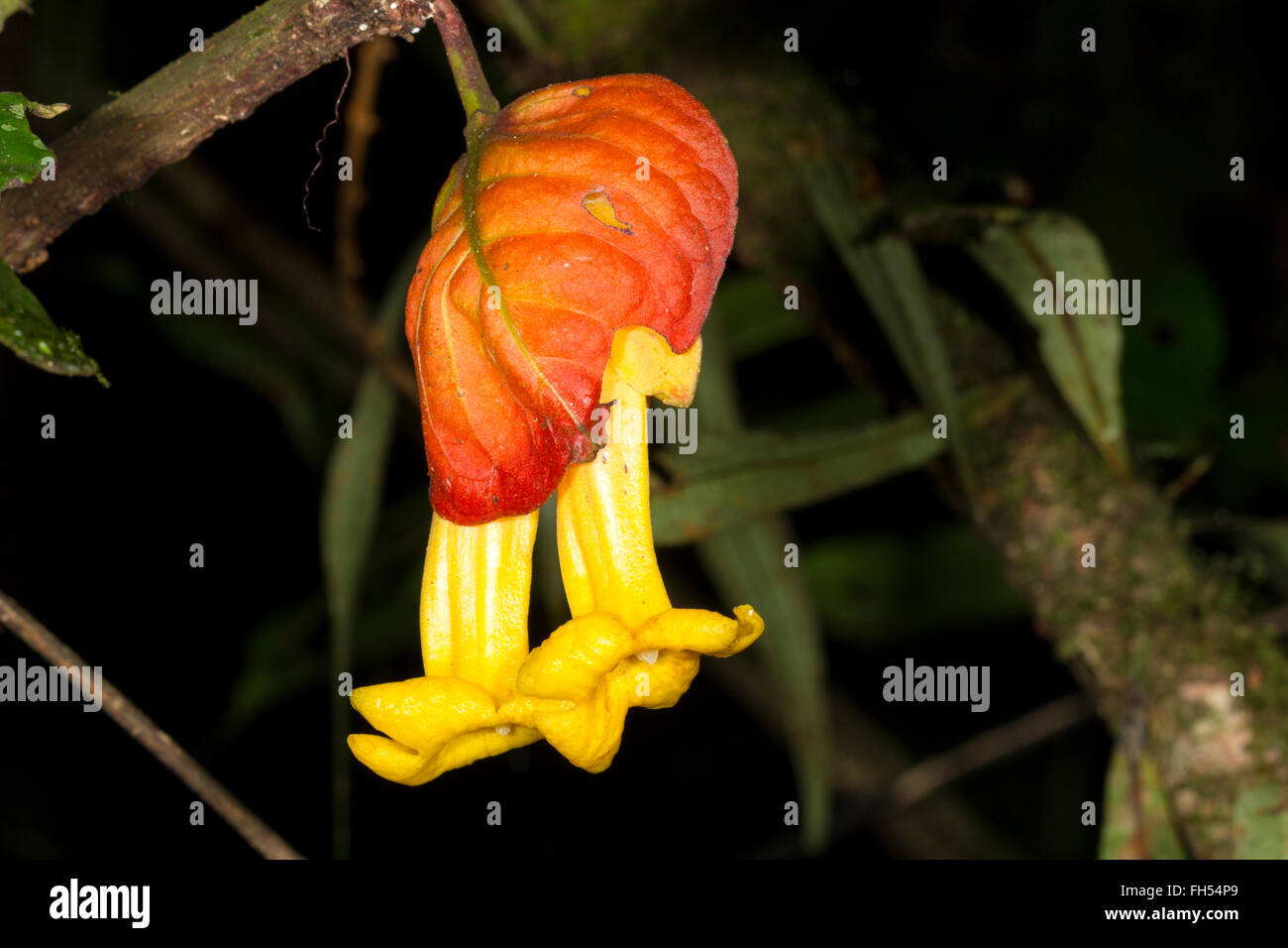 Amazon jungle flower hires stock photography and images Alamy