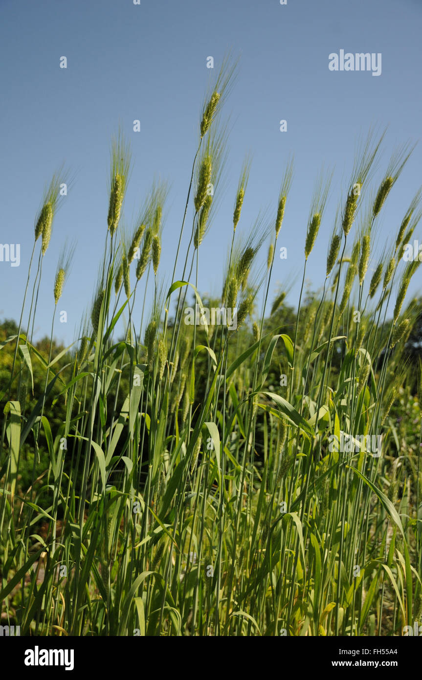 Durum wheat Stock Photo