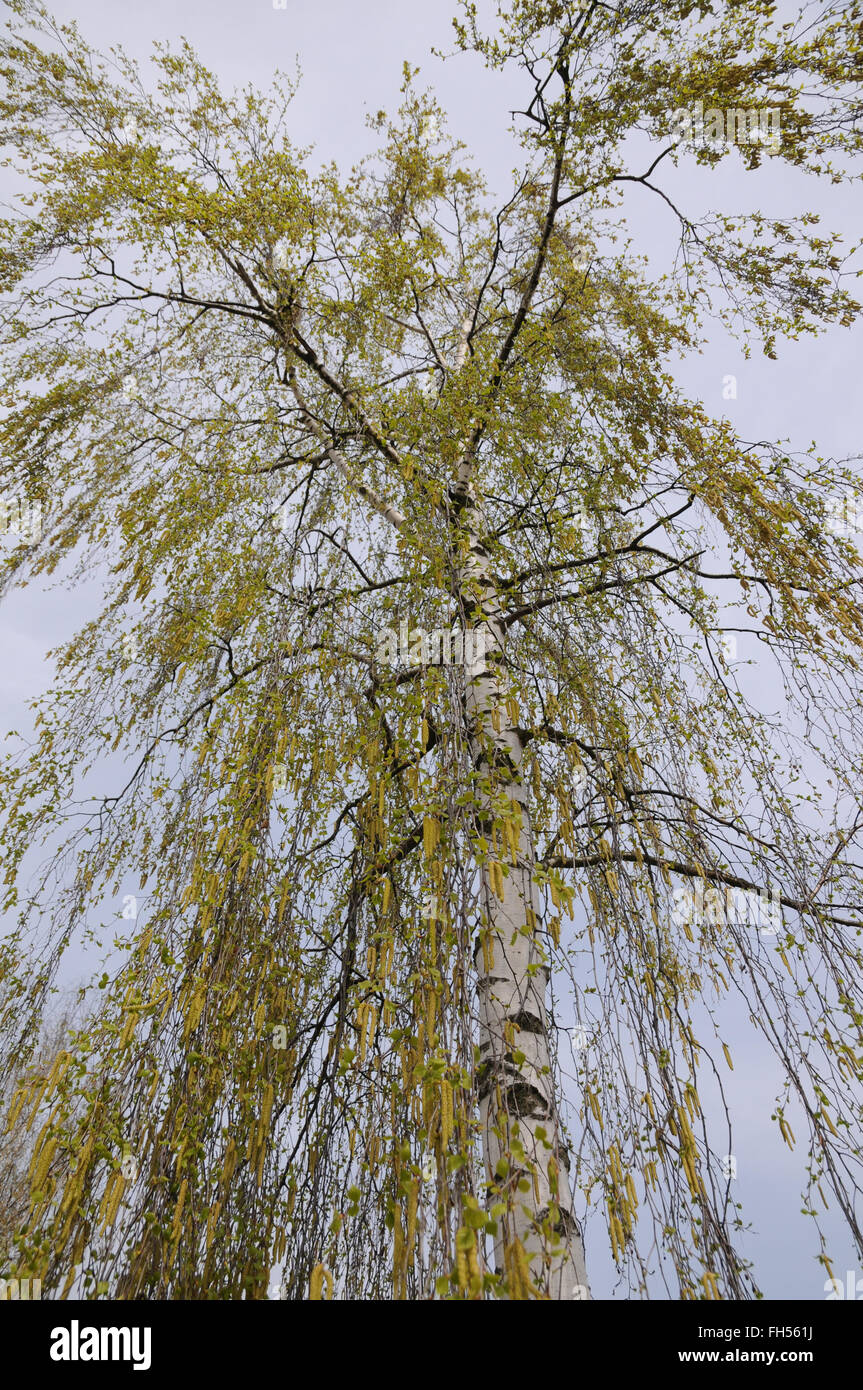 Silver birch Stock Photo - Alamy