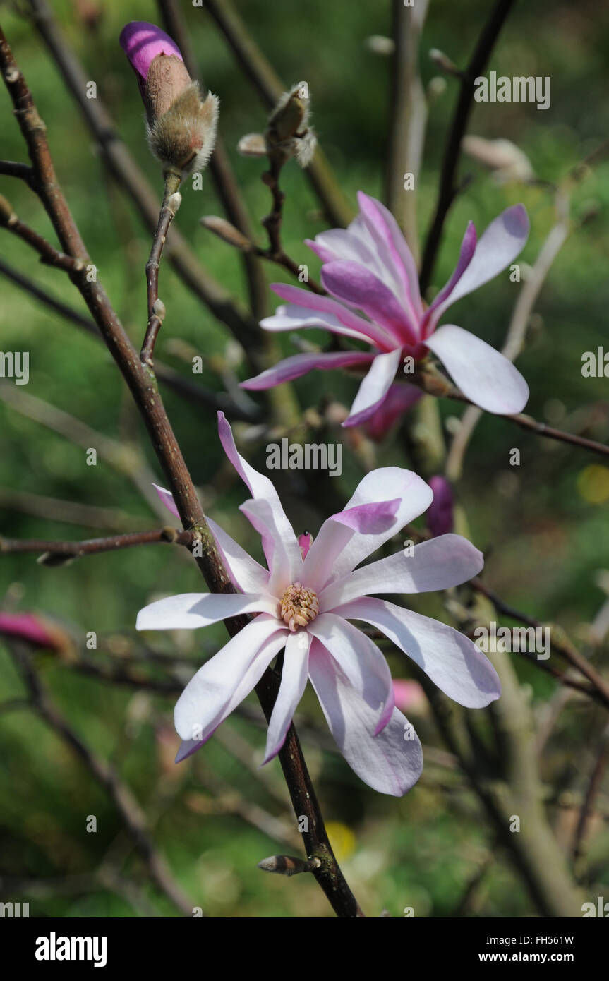 Purple magnolia Stock Photo