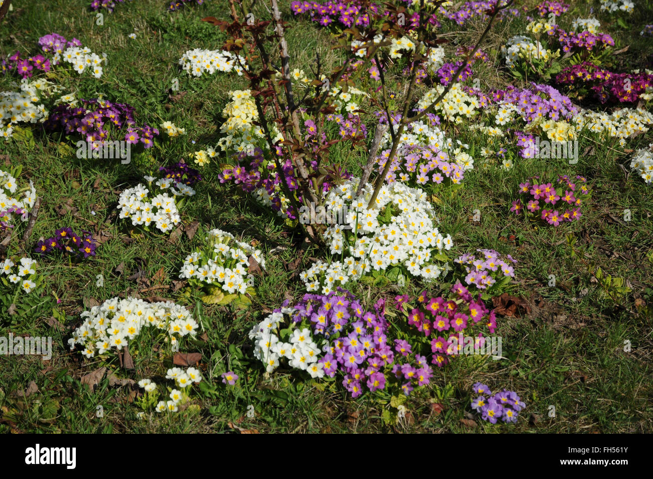 Common primroses Stock Photo