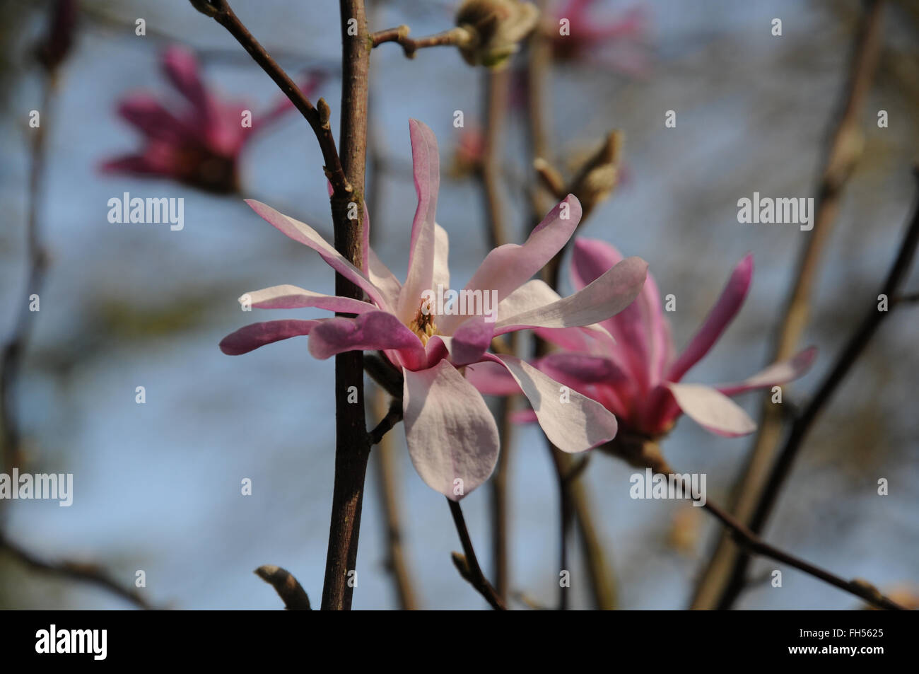 Purple magnolia Stock Photo