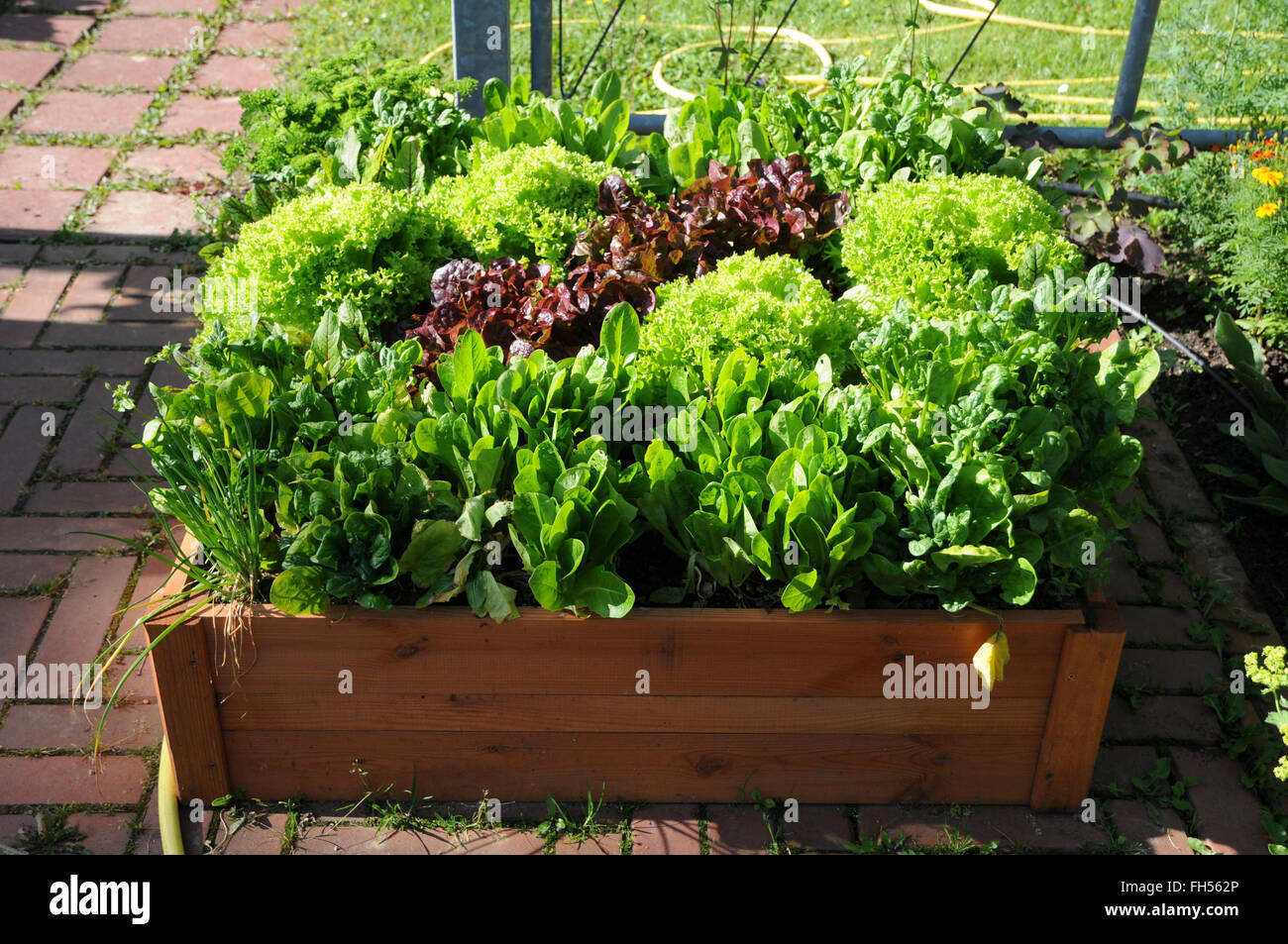 Raised bed with salad and parsley Stock Photo