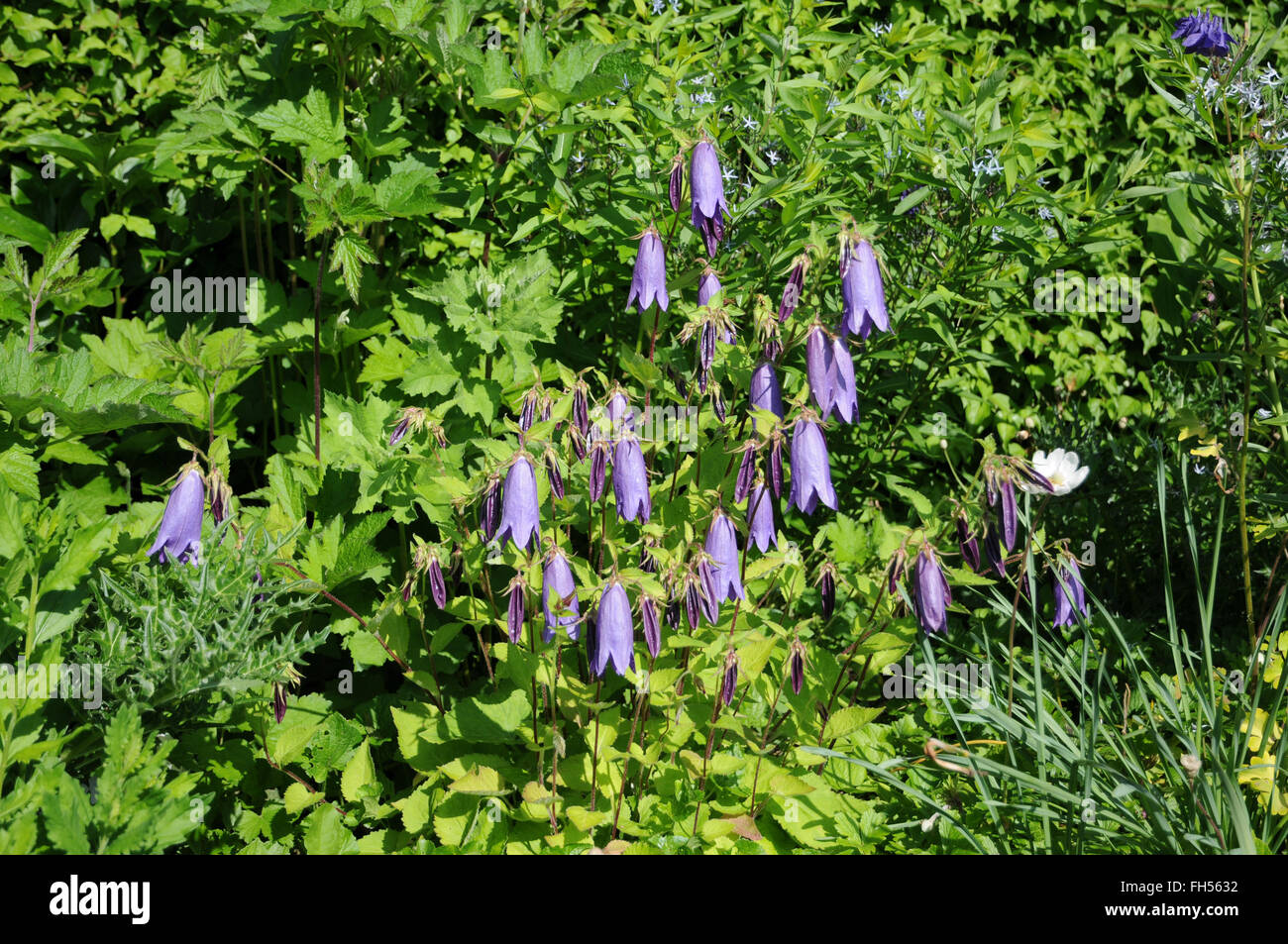 Campanula Mystic Bells, Bellflower Stock Photo