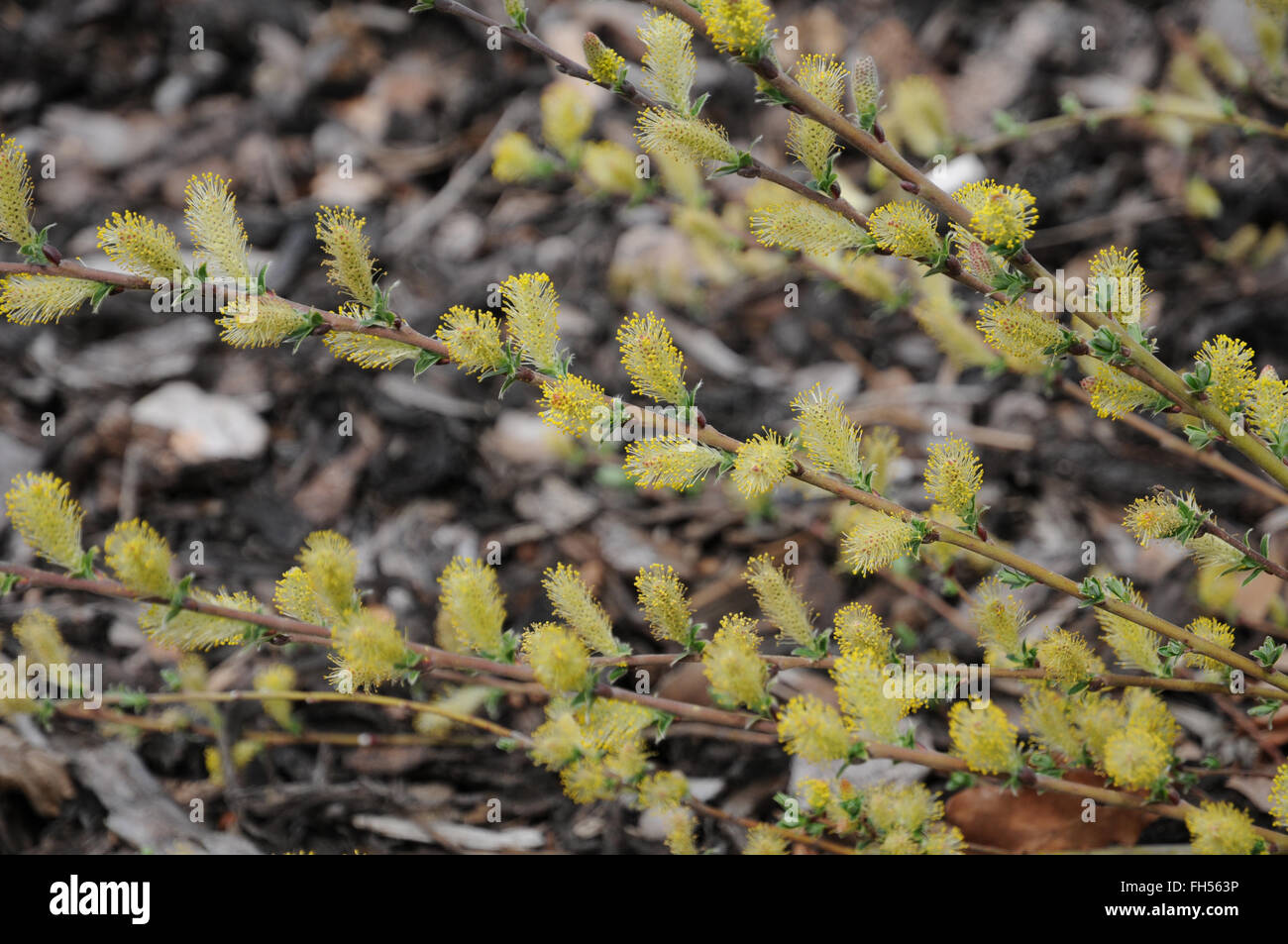 Creeping willow Stock Photo