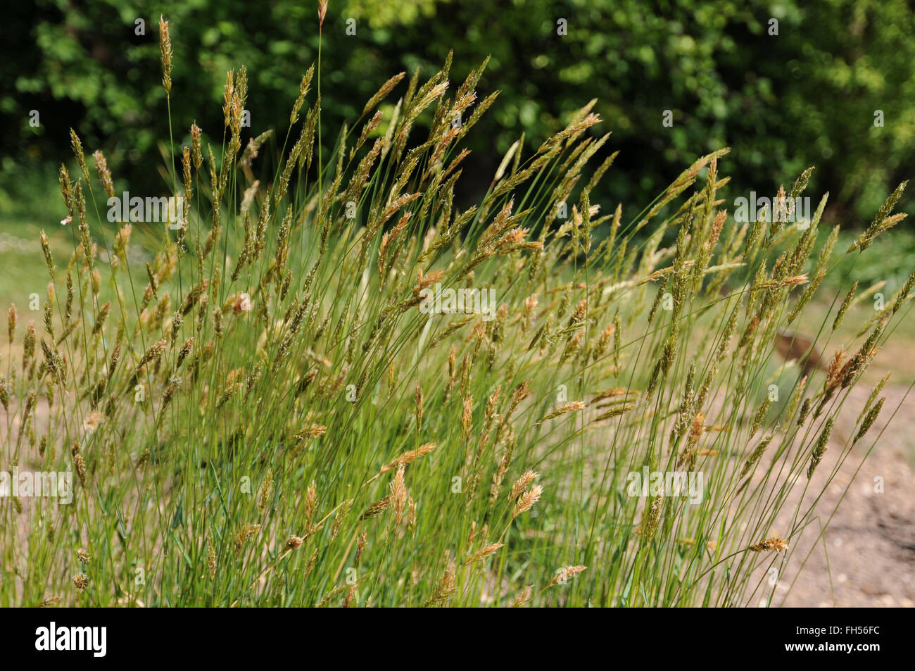 Sweet vernal grass Stock Photo Alamy