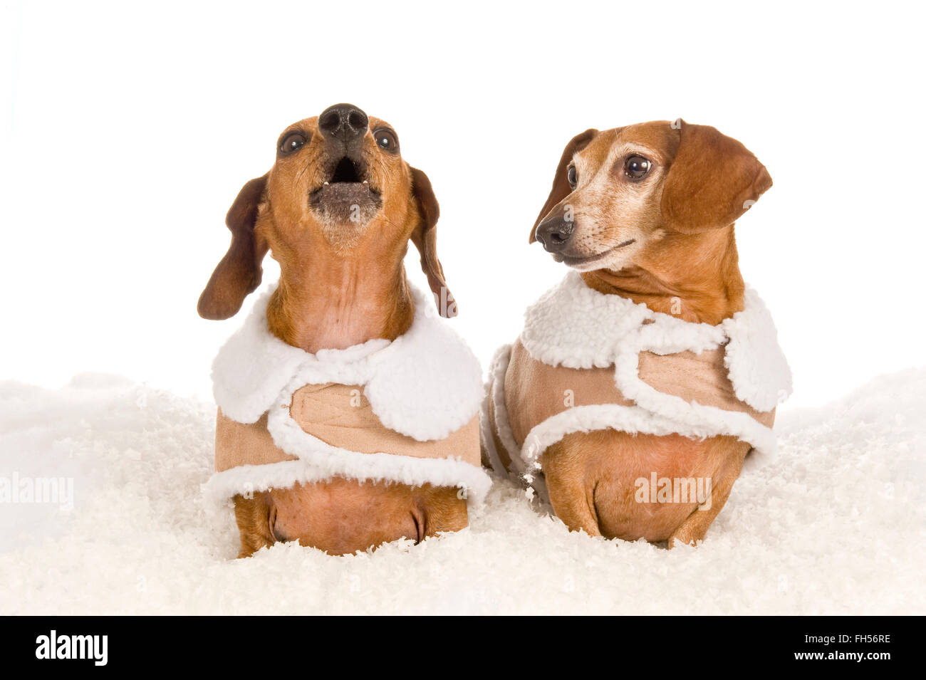 Two Dachshund Dogs In Winter Clothing Calling For Help Stock Photo